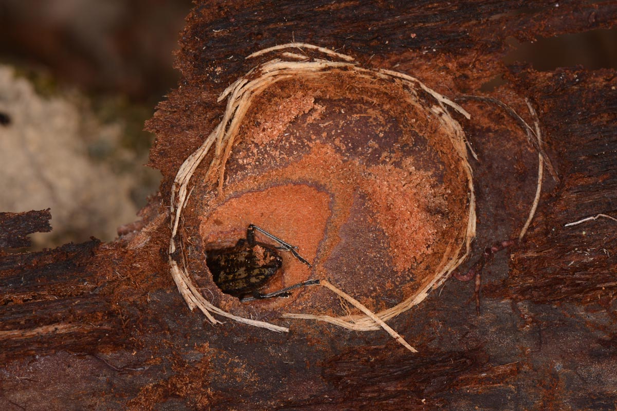 Cerambicidae: Rhagium inquisitor?  Sì, femmina